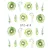 Kiwifruit Nail Sticker 1
